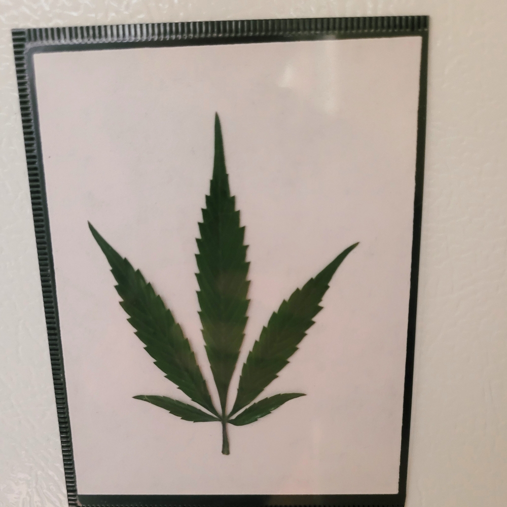 Green Leaf Art Print